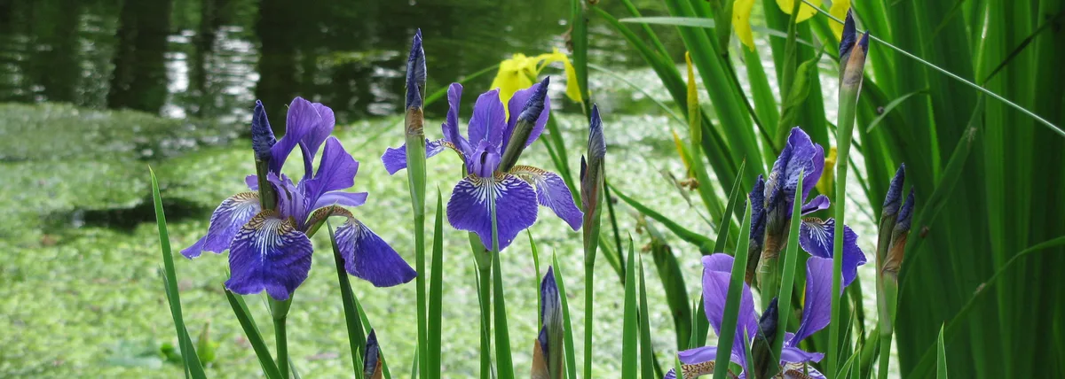 Blühende Schwertlilien am Wasser in Karlsfeld